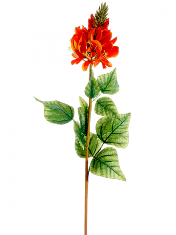 28" Flame Tree Flower Spray Orange - Chinese Hibiscus (800x800), Png Download