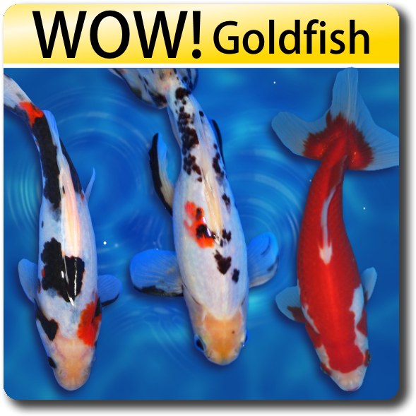 Wow Fish Koi For Sale Goldfish For Sale - Goldfish Looks Like Koi (638x638), Png Download