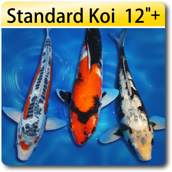 Butterfly Fin Koi For Sale Koi For Sale (638x638), Png Download