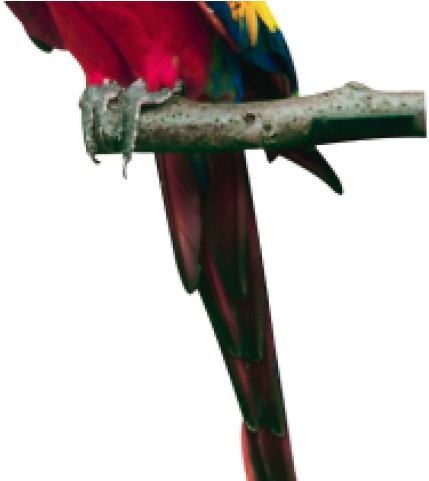 Pet Animals Png (640x480), Png Download