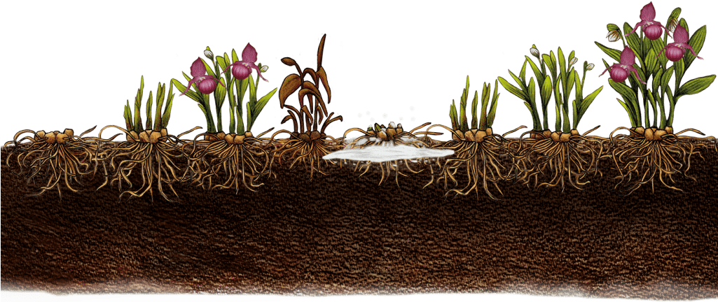 Growth Of Garden Orchid - Cypripedium Roots (1024x444), Png Download