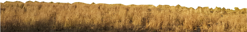 Calque Herbe - Field (1024x576), Png Download