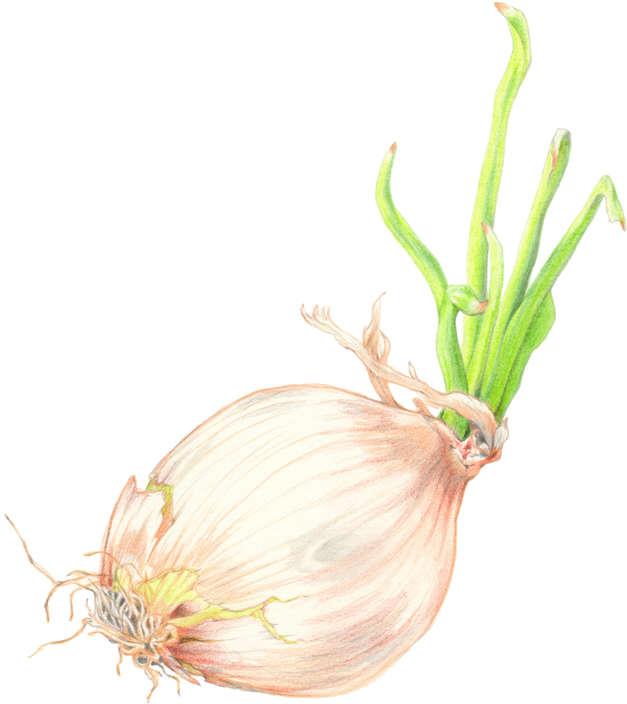 1200 X 1200 1 - Red Onion (1200x1200), Png Download