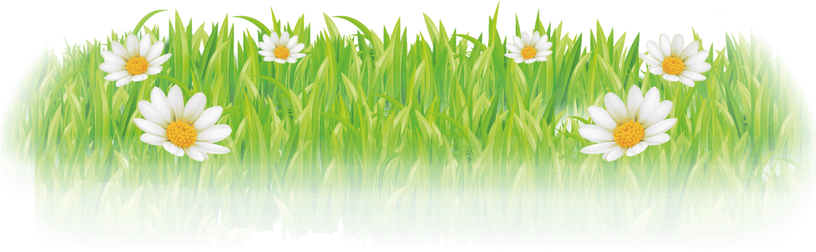 Customize Your Ribbon Today - Camomile (1640x520), Png Download