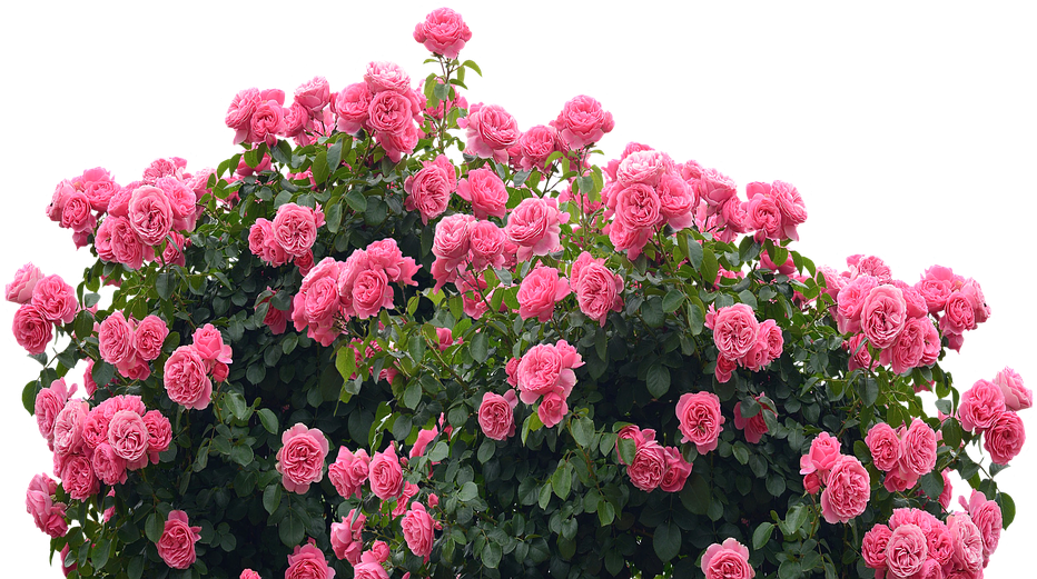 Garden Png - Rose (960x640), Png Download