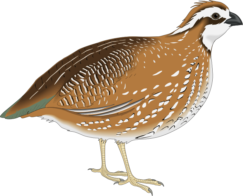 Kaadai Bird Png - Quail Png (800x646), Png Download