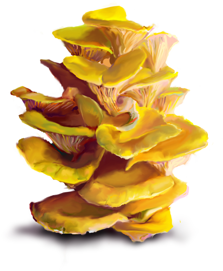Bonus Topics - Yellow Oyster Mushroom Png (500x647), Png Download