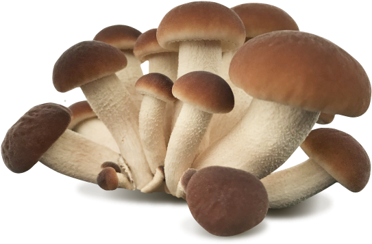 Black Poplar Mushroom - Pleurotus Eryngii (700x700), Png Download