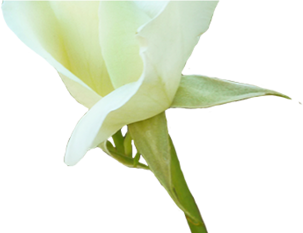 White Rose Clipart Valentine Single Rose - Crenate Orchid Cactus (640x480), Png Download