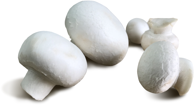 Button Mushroom - Agaricaceae (700x700), Png Download