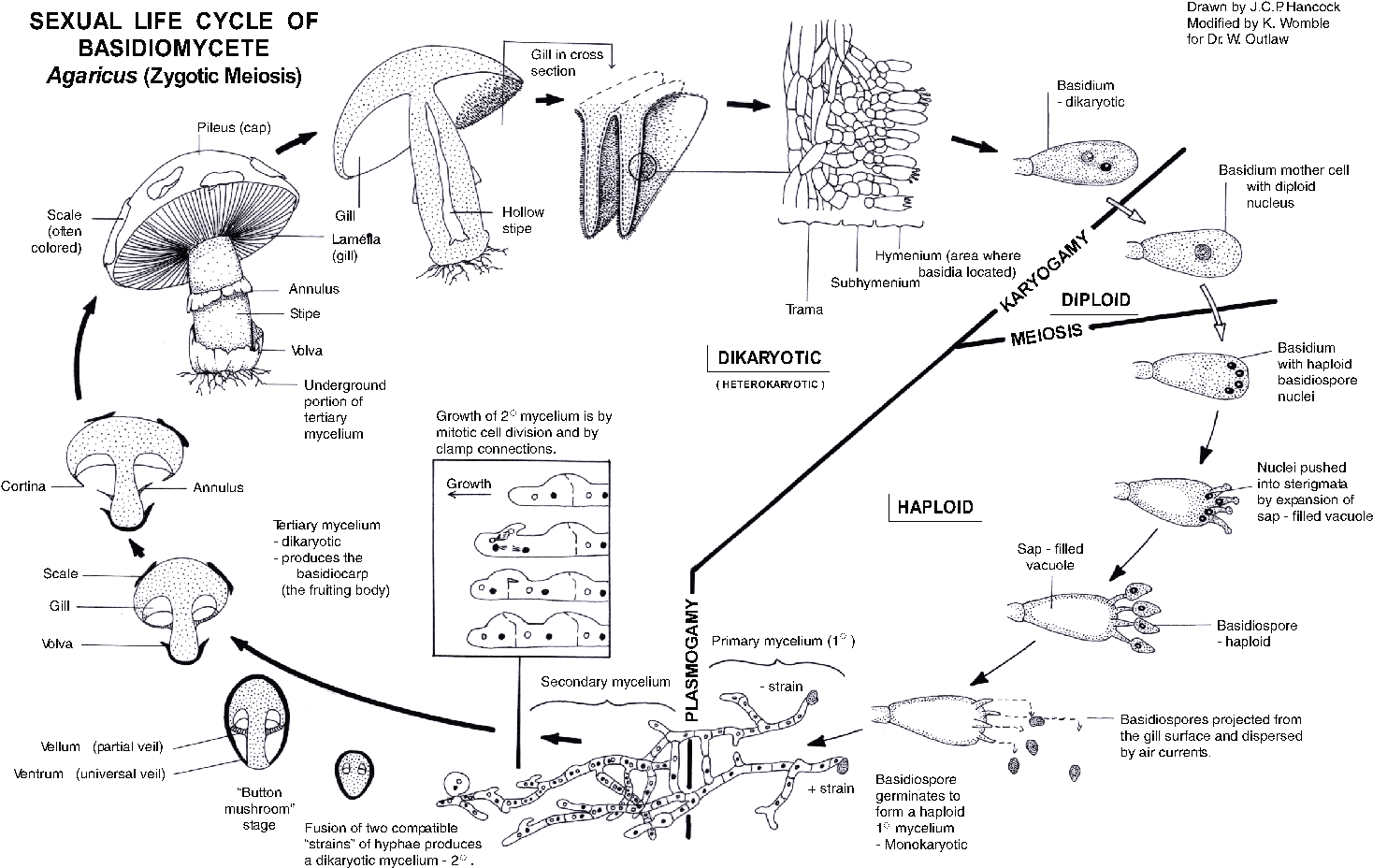 Mushroom Hunting, Biology, Stuffed Mushrooms, Bugs, - Diagram (1492x963), Png Download