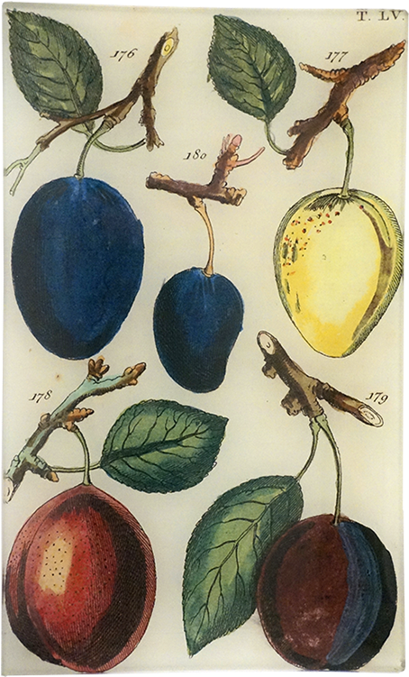 Seedless Fruit (800x800), Png Download