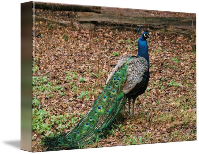 Peafowl (650x504), Png Download