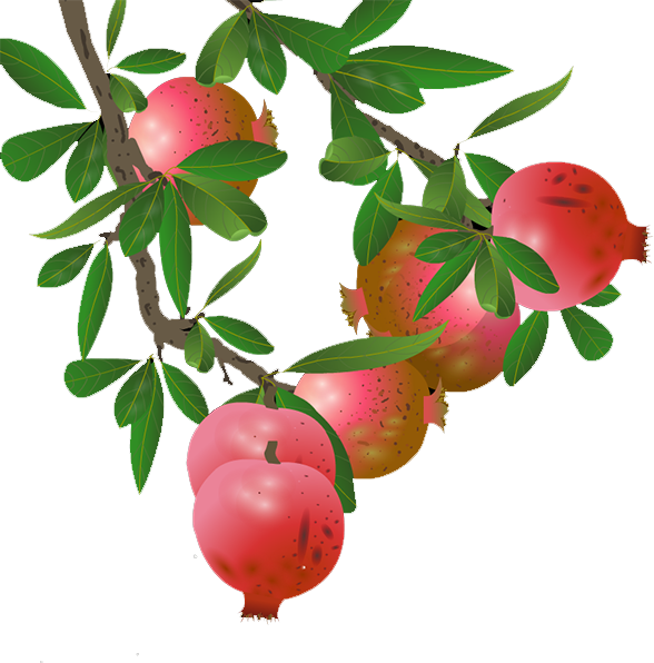 Banner Black And White Lingonberry Apple Transprent - Pomegranate Tree Png (588x596), Png Download