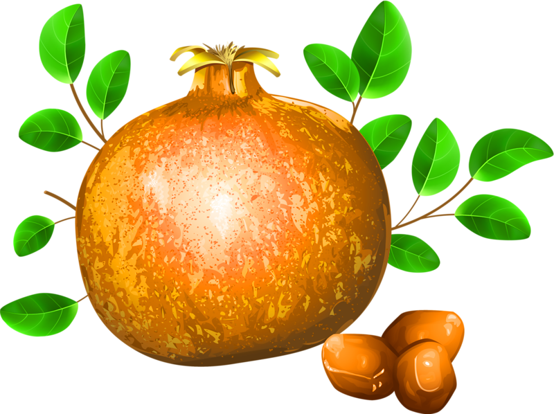 Download Pomegranate Fruit Drawing Illustration Nar Yapragi