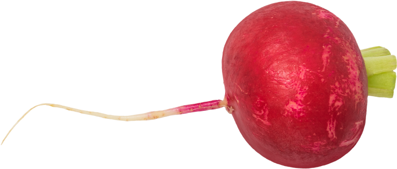 Radish - Rose Hip (866x650), Png Download