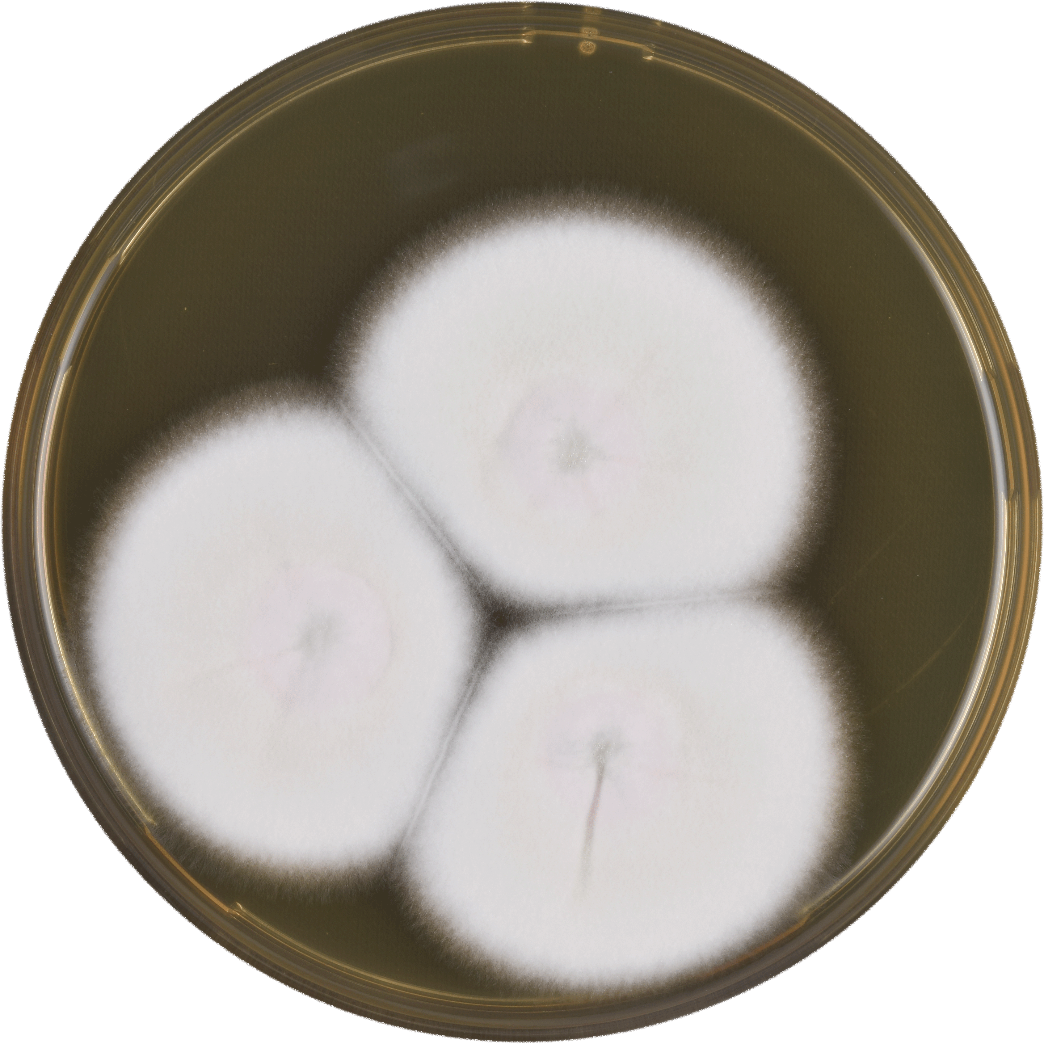 Aspergillus Neoglaber Meaox - Daikon (3399x3399), Png Download