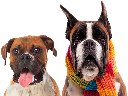Boxer (980x393), Png Download