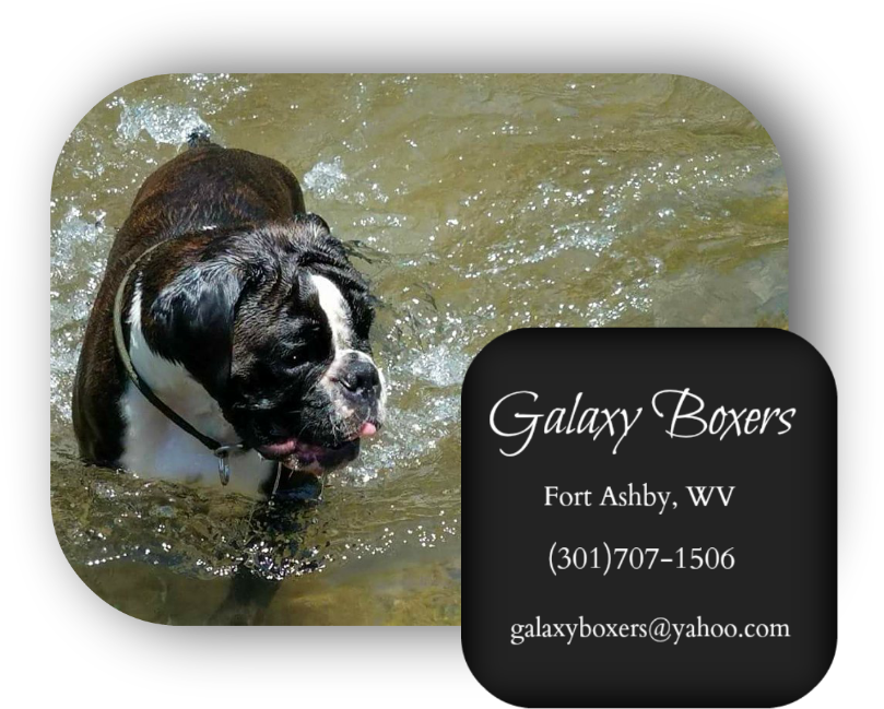 Boxer Puppies For Sale In Pa - Olde English Bulldogge (830x660), Png Download