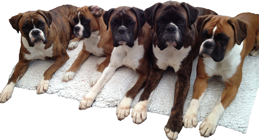 We Hope You Enjoy Our Web-site - Boxer (900x486), Png Download