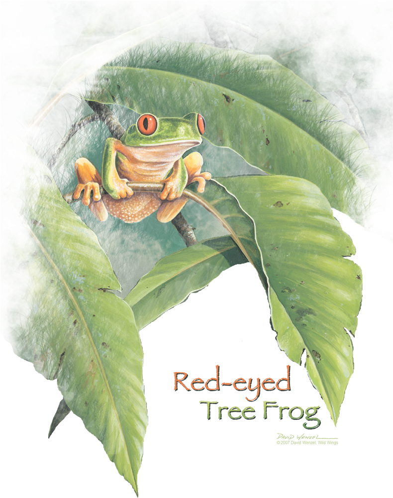 Available On These Products - Agalychnis (792x1026), Png Download