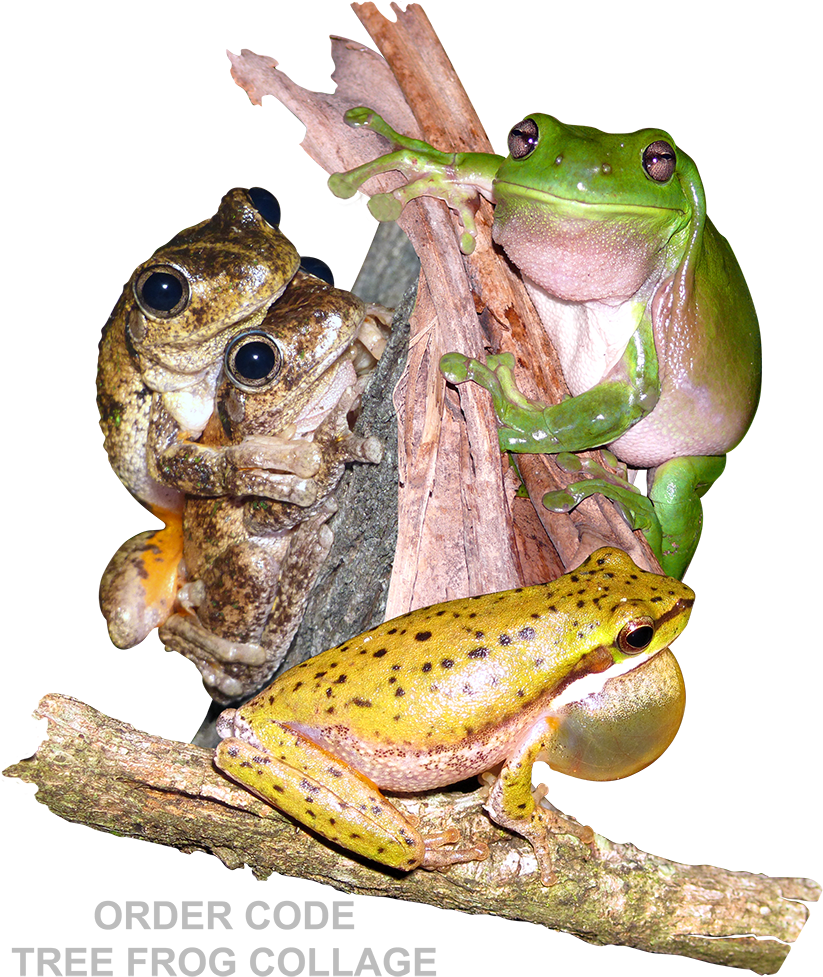 Tree Frog Collage With Grey Text - Eastern Spadefoot (850x1000), Png Download