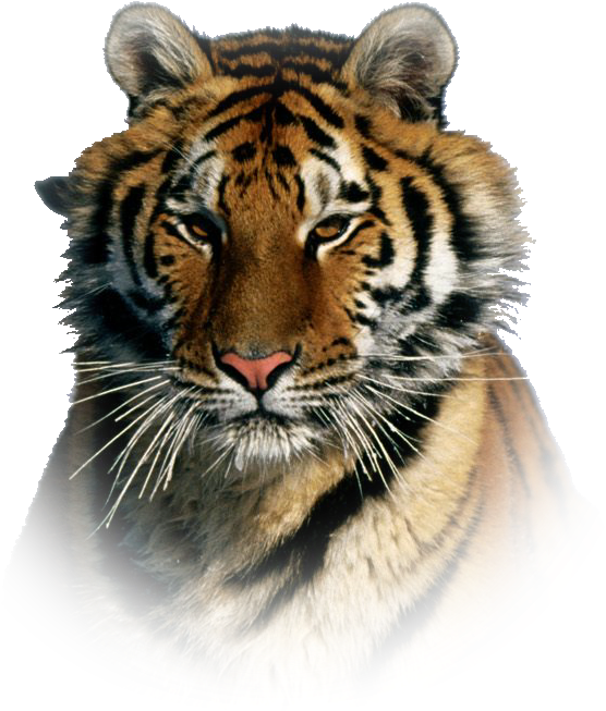 Tiger Png Effect - Most Beautiful Tiger In The World (716x652), Png Download