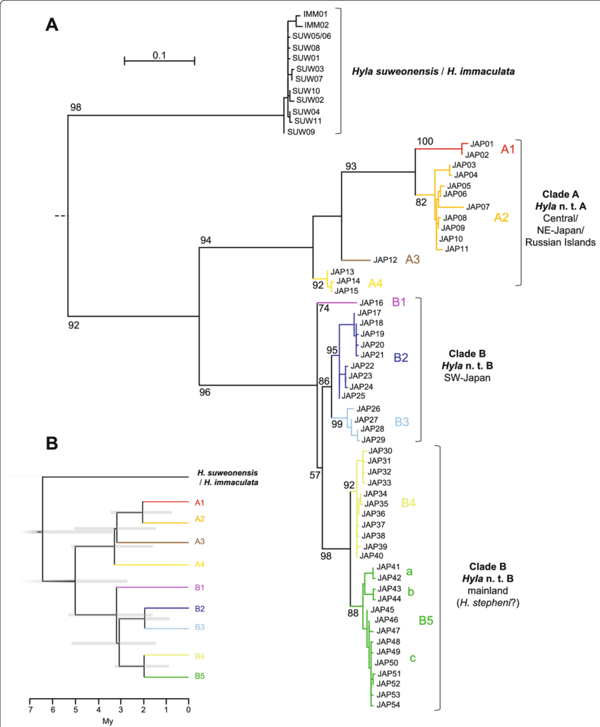 A Maximum Likelihood Mitochondrial Phylogeny Of Eastern - Diagram (850x1031), Png Download