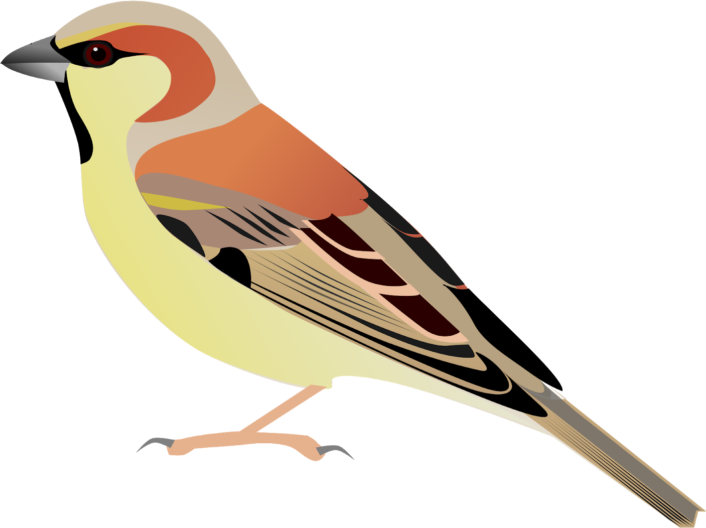 Sparrow Bird Watercolor Painting - Sparrow Vector Png (1600x1600), Png Download