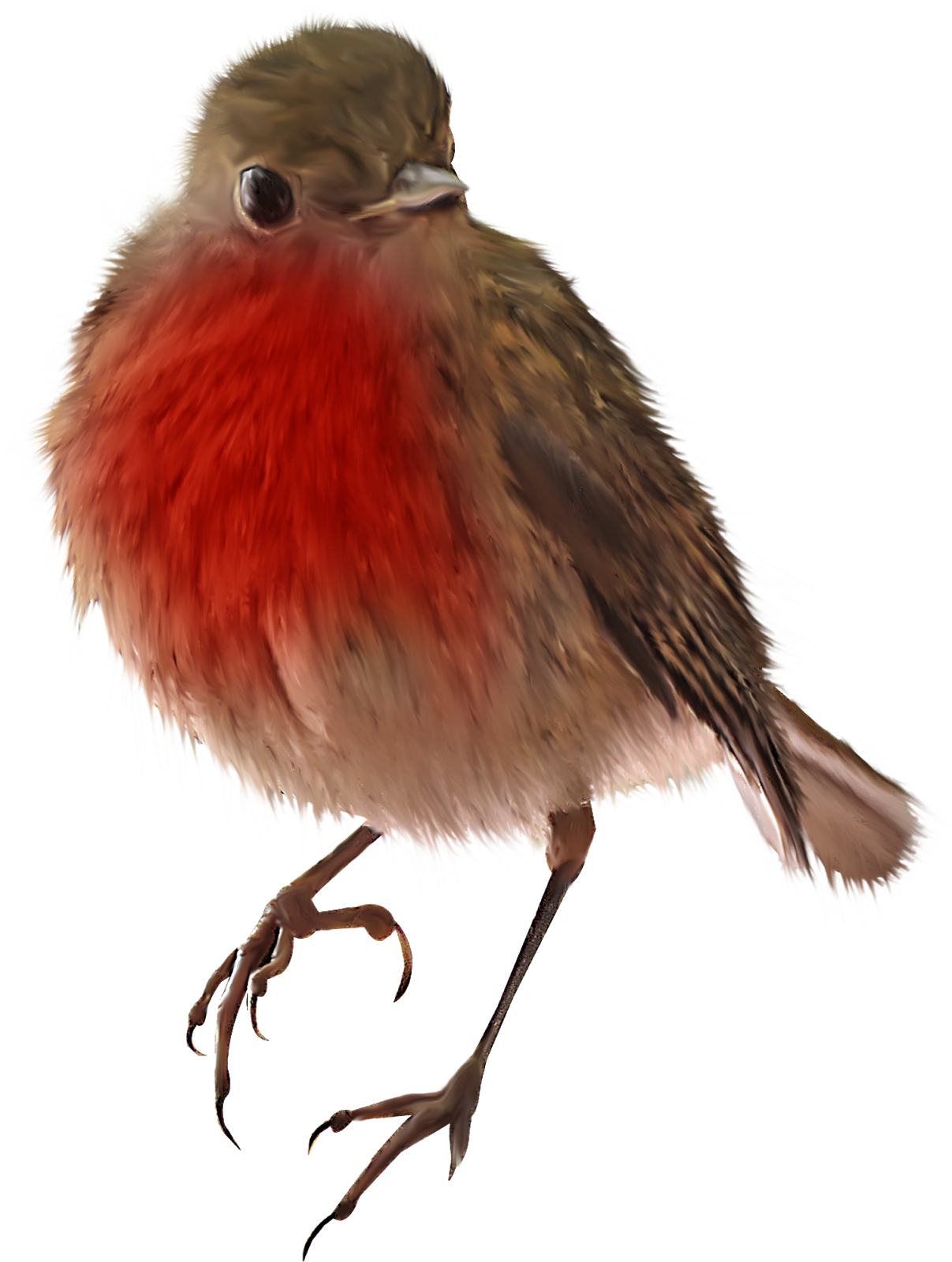 Sparrow Png Image & Sparrow Clipart - Bird (1207x1600), Png Download