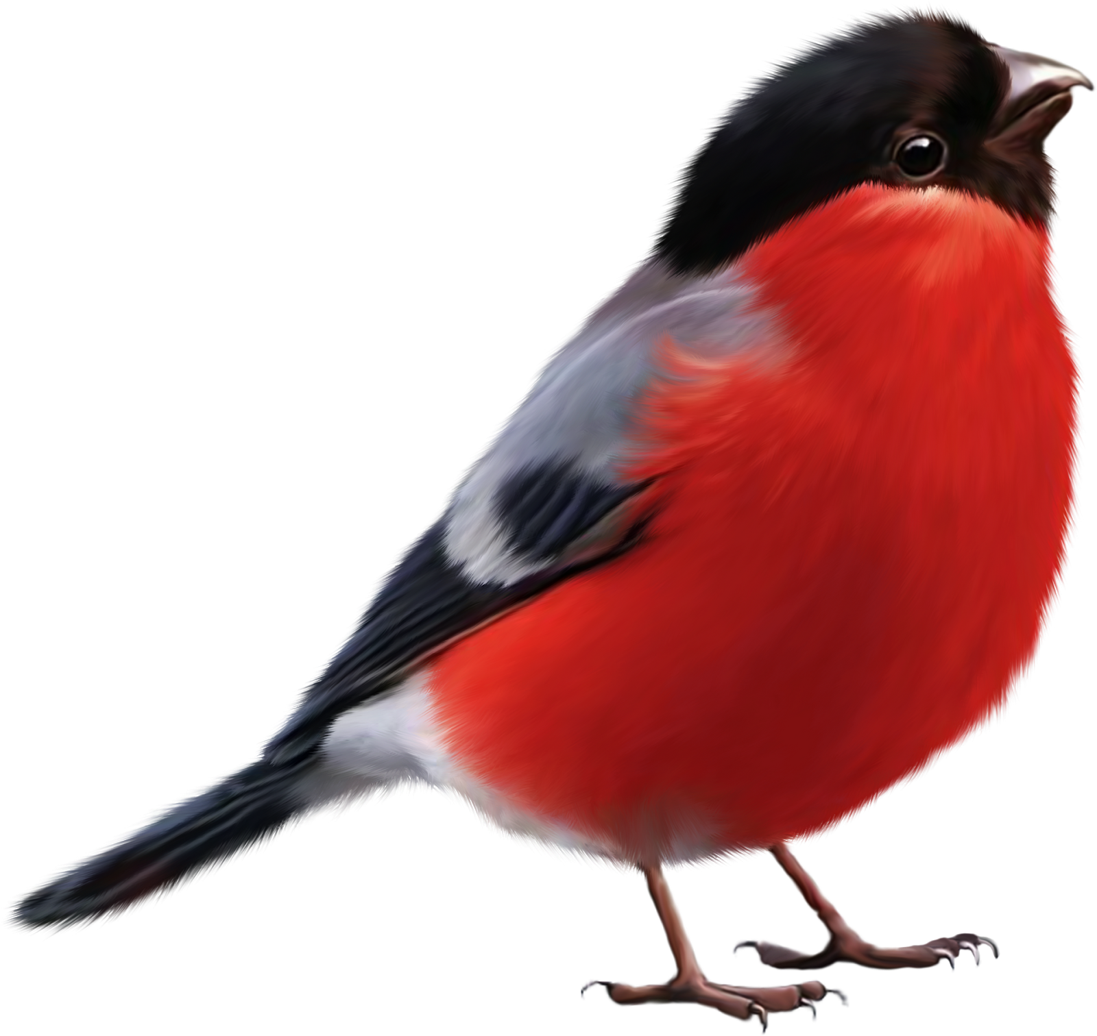 Cartoon Sparrow Vector - Bullfinch Png (1600x1512), Png Download