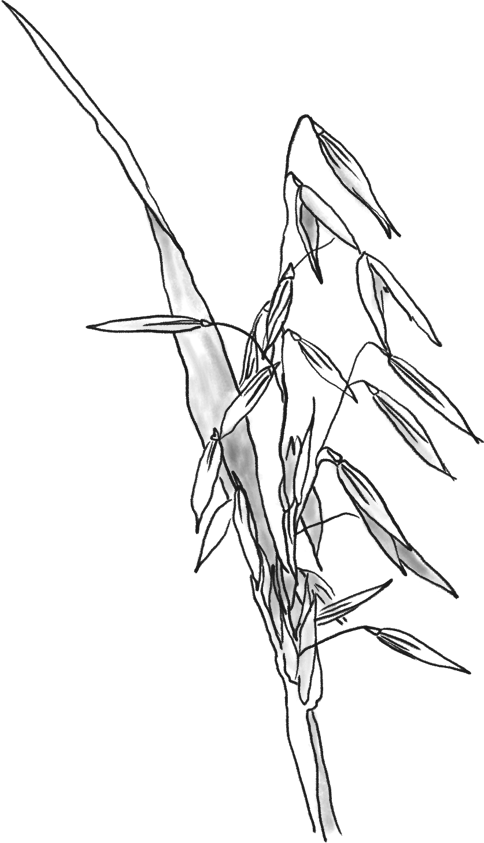 Drawn Wheat Oats - Oats Drawing Transparent (484x843), Png Download