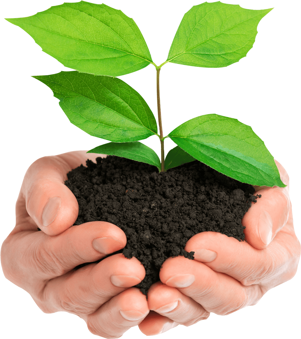 Stock Photo Hands Holding Green Plant Isolated - Hands Holding Plant (1080x1216), Png Download