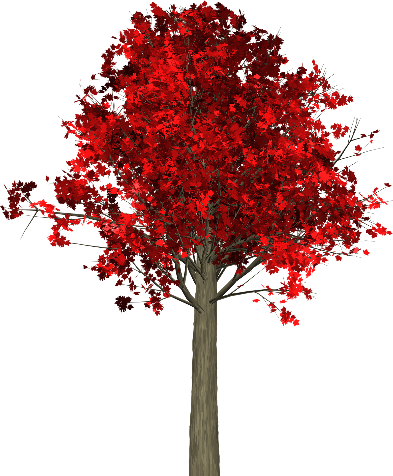 Arbre D Automne Png (1585x1920), Png Download