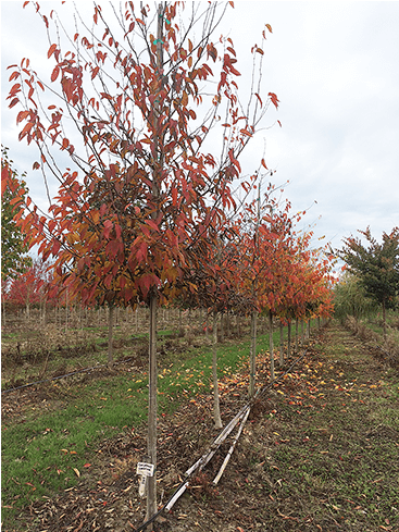 Deciduous Trees - River Birch (650x488), Png Download
