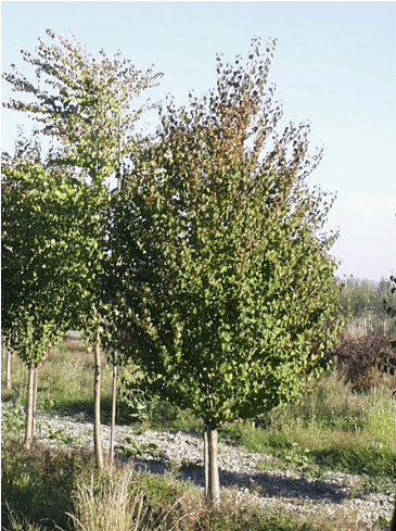 Deciduous Trees - Mexican Pinyon (650x488), Png Download