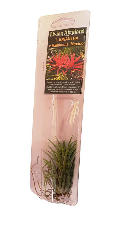 50mm Air Plant - Hierochloe (800x800), Png Download
