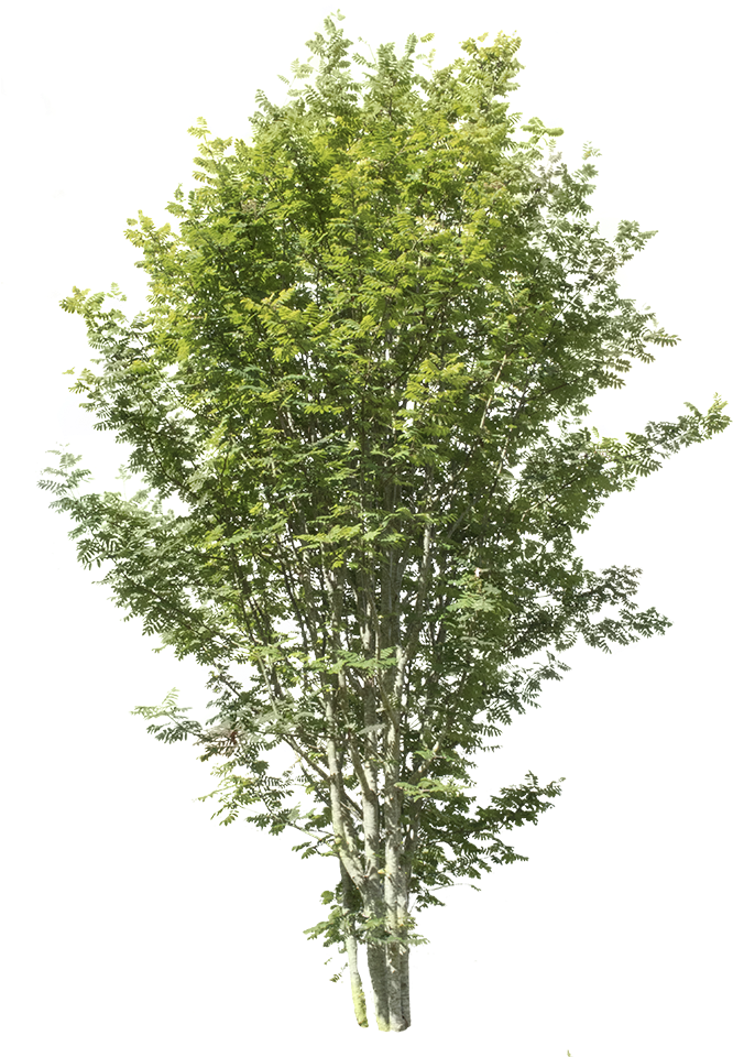 Sorbus Aucuparia - Cutout Trees - Apple Tree Without Apple (697x1000), Png Download