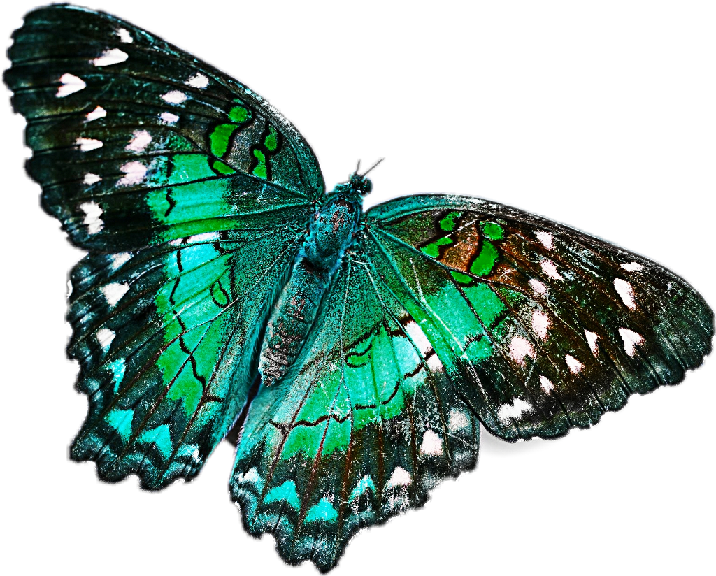 Green Sticker - Net-winged Insects (1024x824), Png Download