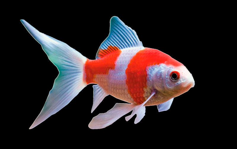 Goldfish (800x504), Png Download