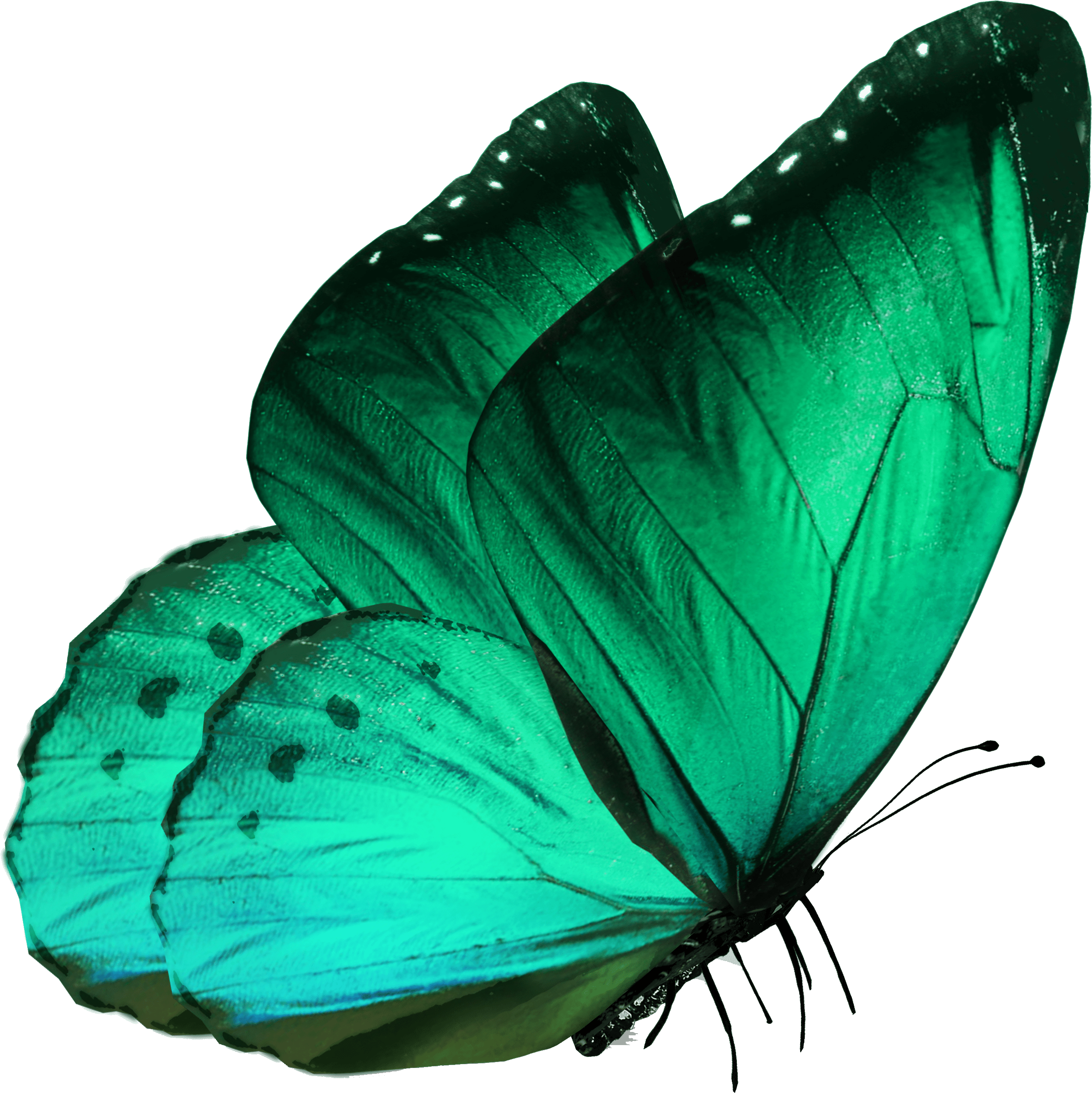 Transparent-butterfly - Borboleta Azul Png (3840x3164), Png Download