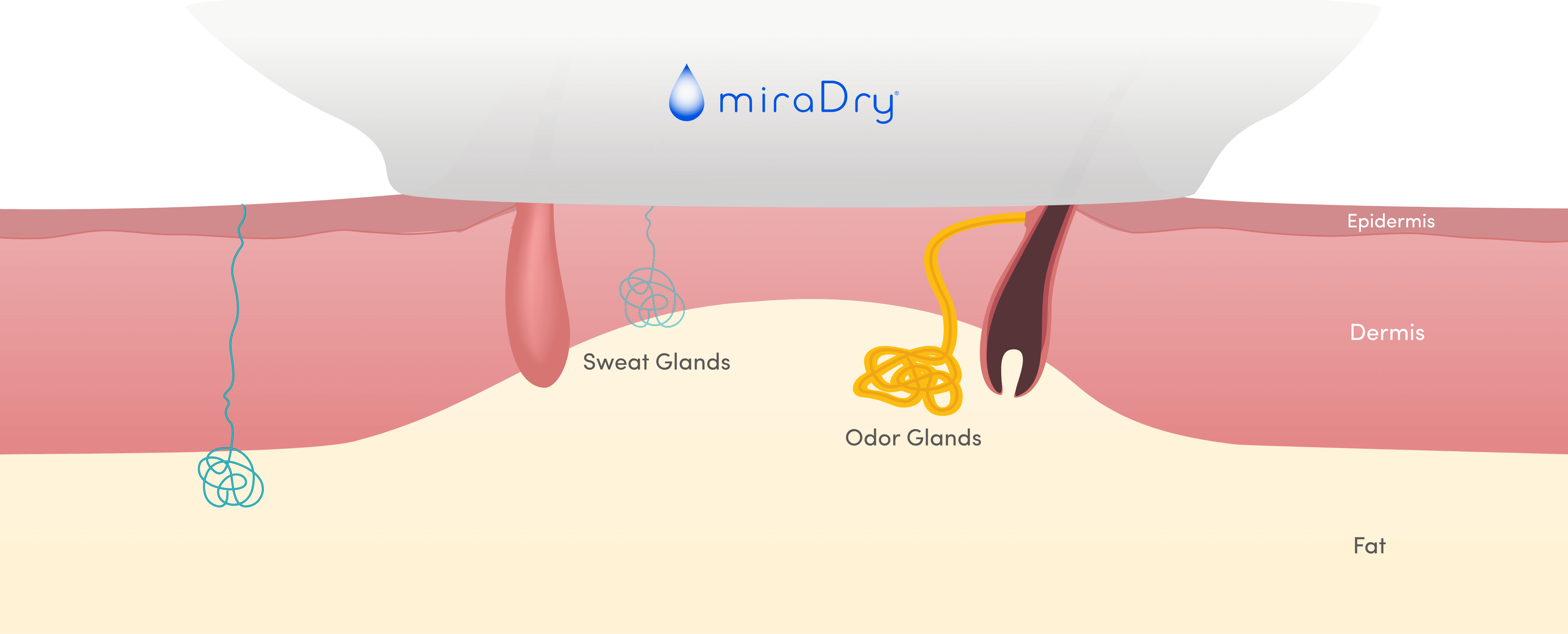 Next, The Handpiece Is Activated - Diagram (3840x1554), Png Download