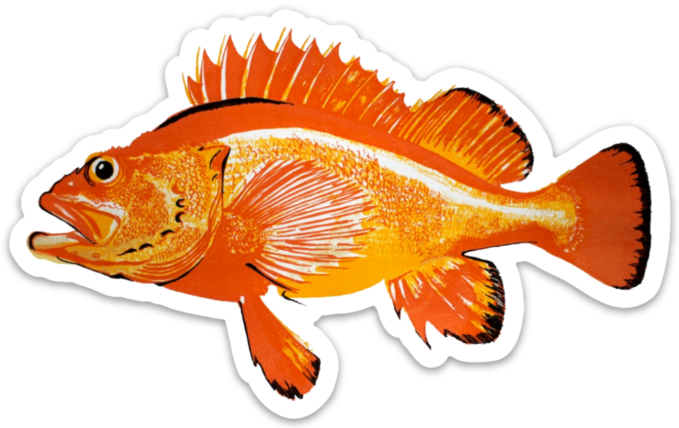 Rockfish Decal - Rockfishes (976x615), Png Download