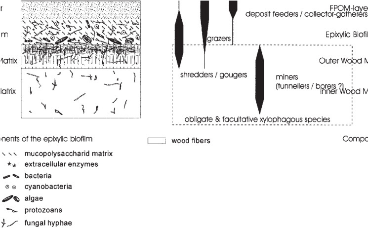 Utilization Of Wood And Its Associated Nutrient Resources - Diagram (850x501), Png Download