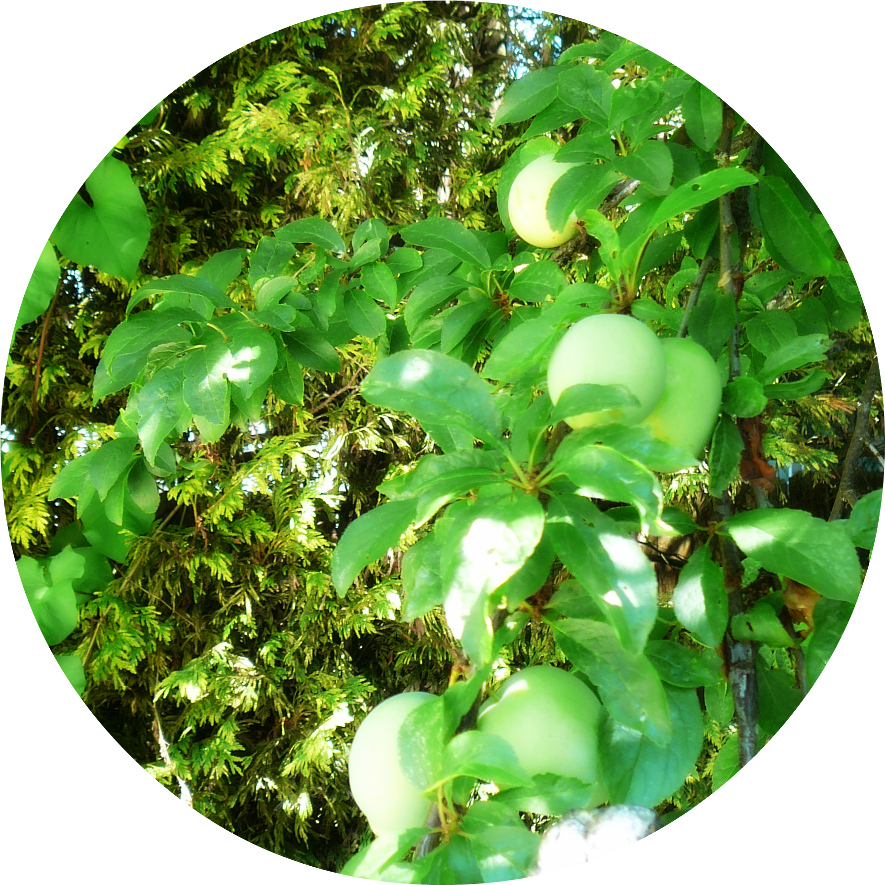 But It Has Reached It's Long Arms Across The Wall And - Tree (1920x2560), Png Download