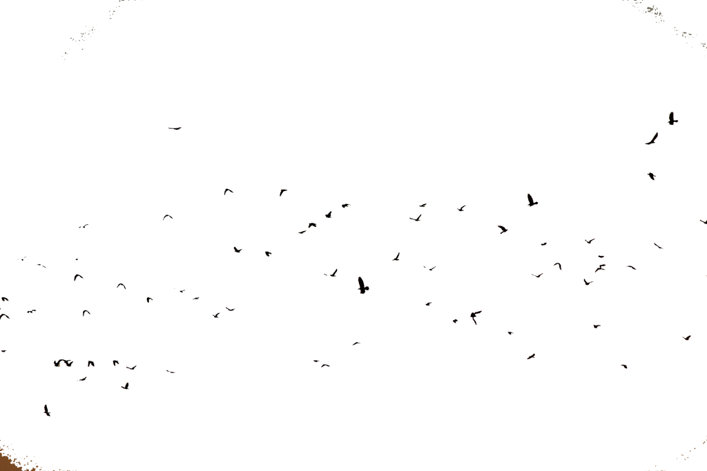 Pájaros Sticker - Flock (1024x683), Png Download