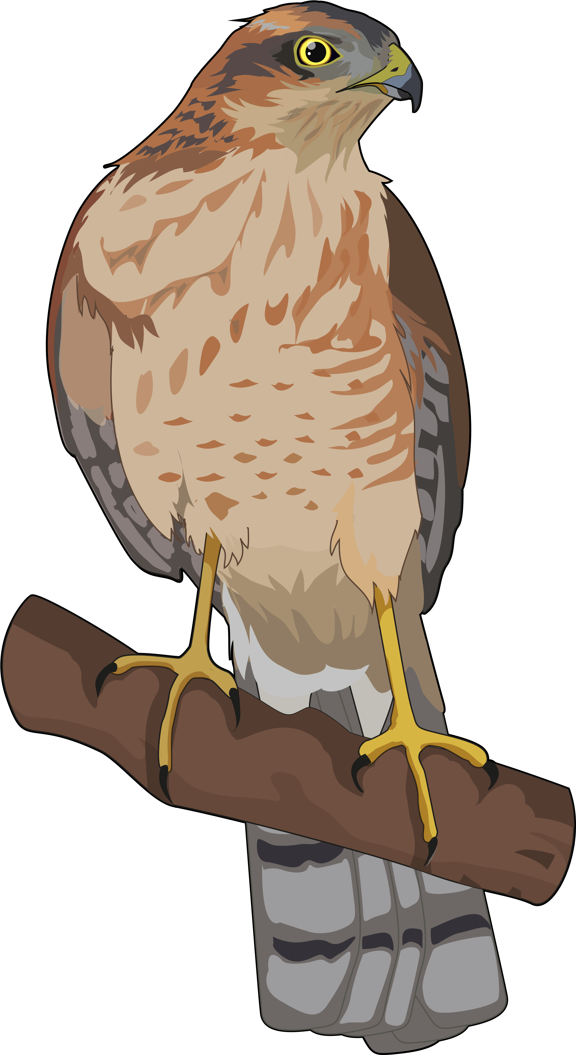 Ave Rapaz Parecida Al Cernícalo De Alas Cortas Muy - Dibujos De Gavilan (2480x3508), Png Download