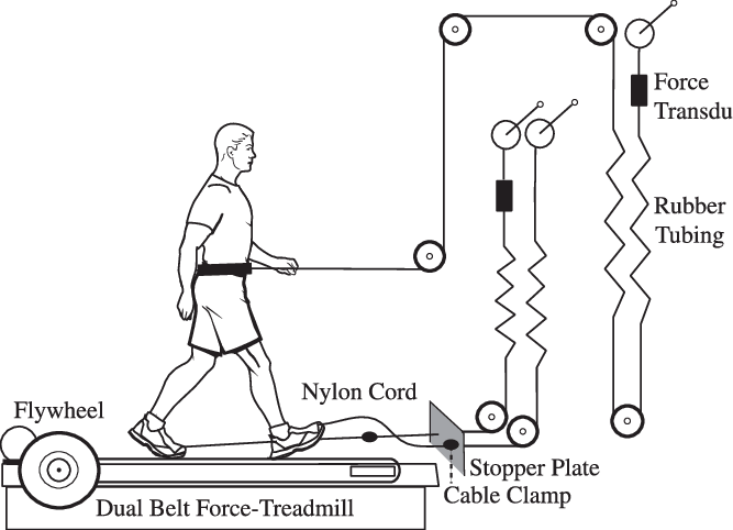 Subjects Walked On A Dual Belt Force Treadmill With - Diagram (667x482), Png Download