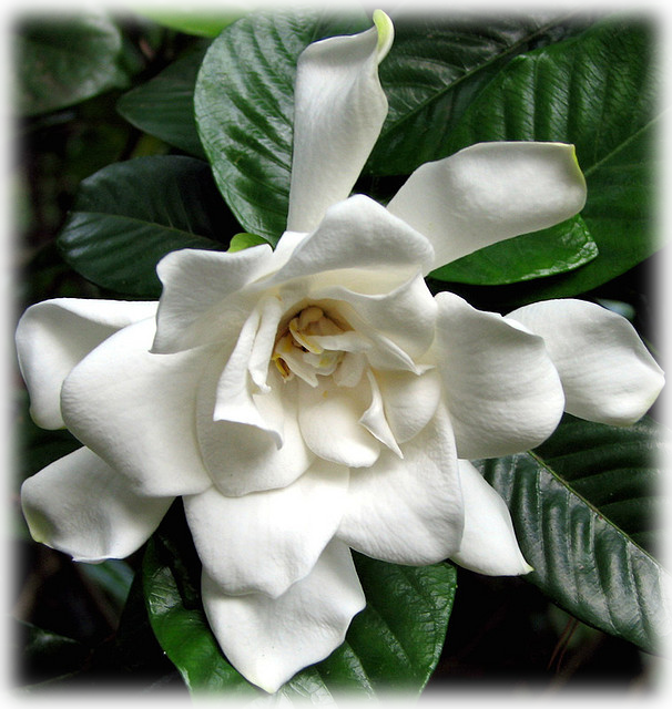 Gardenia Png