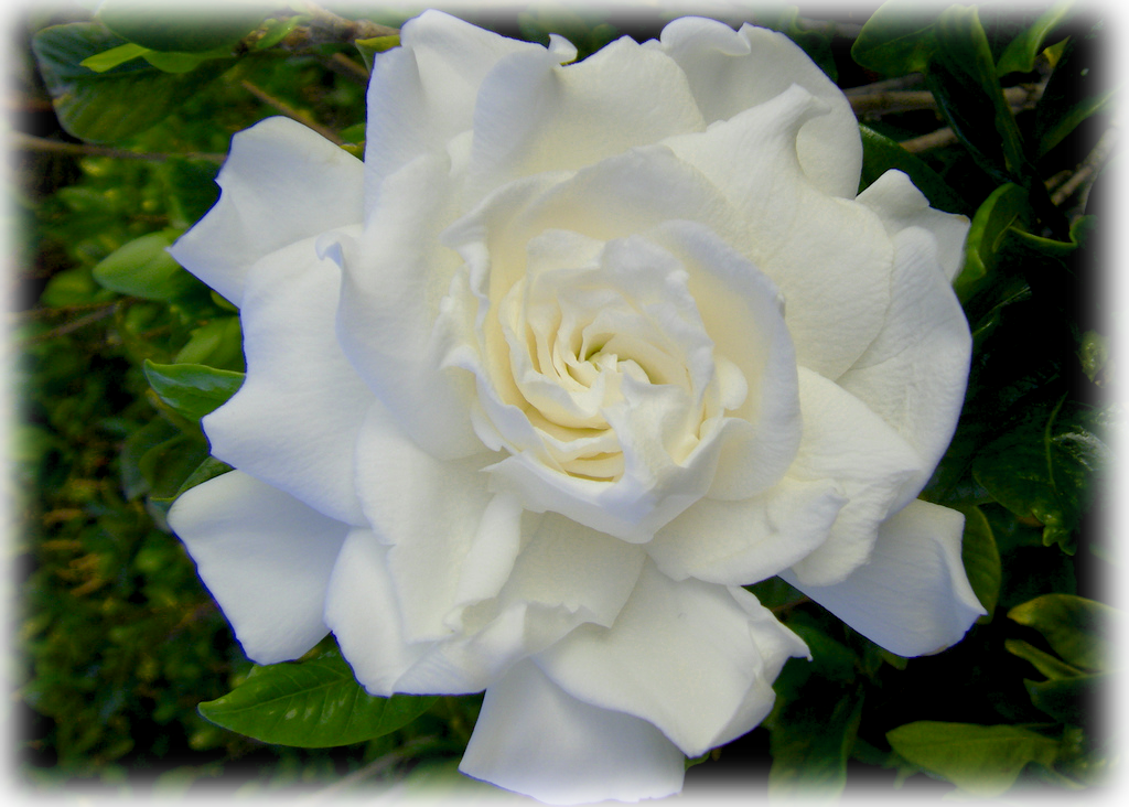 Download Gardenia August Beauty Garden Roses Png Image With No Background Pngkey Com